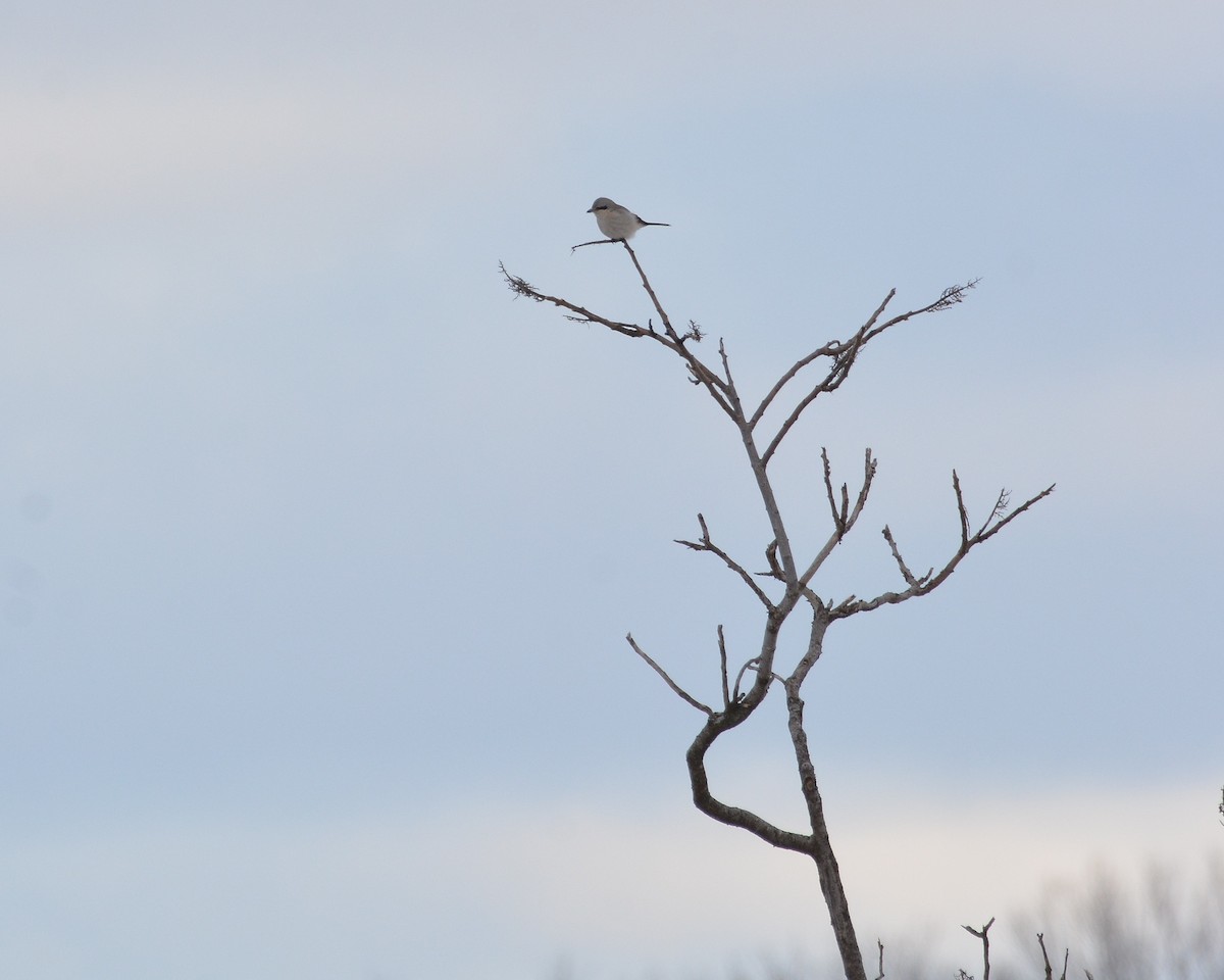 Northern Shrike - ML646056949