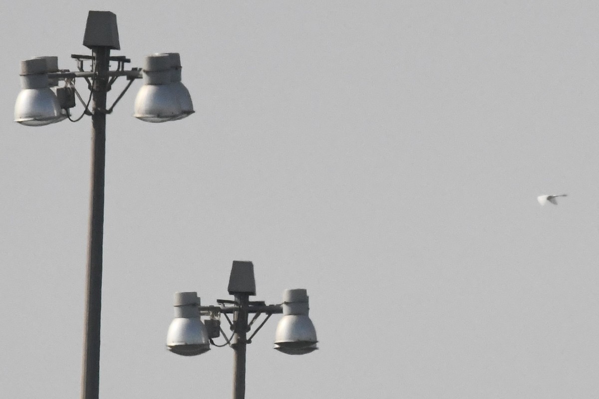 Great Egret - ML646056959