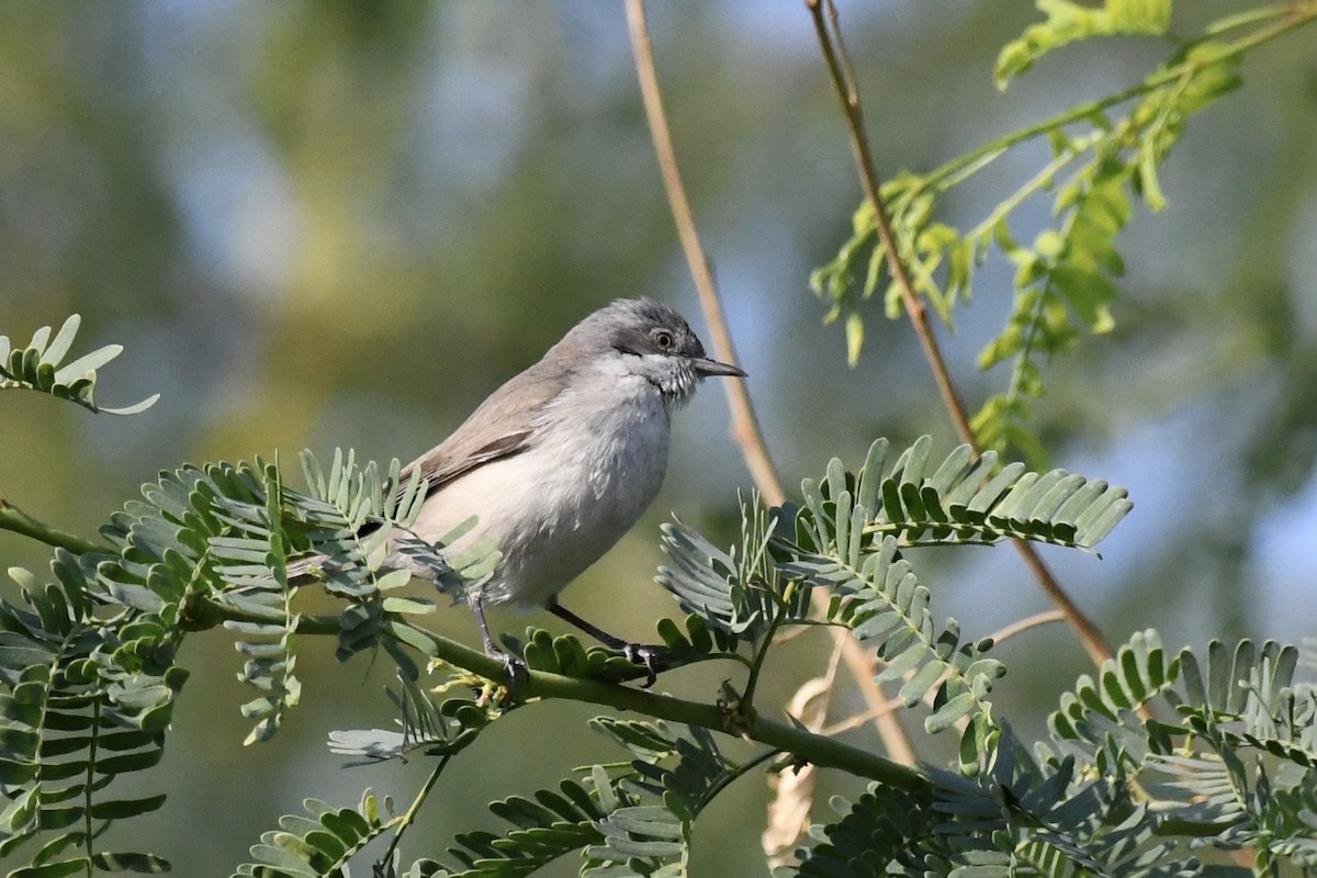 Lesser Whitethroat - ML646056965