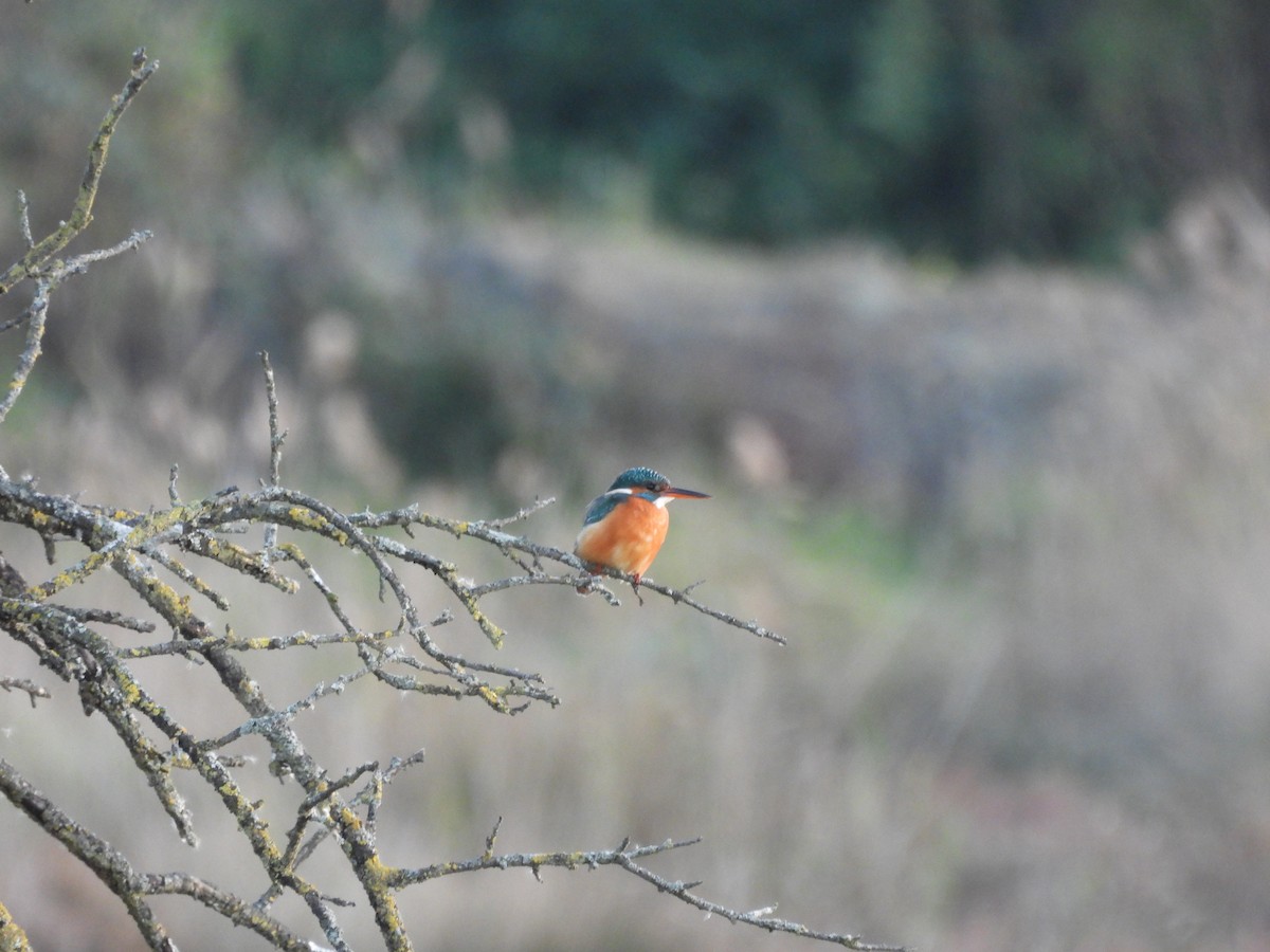Common Kingfisher - ML646056966