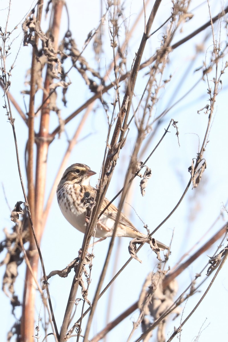 Savannah Sparrow - ML646056967