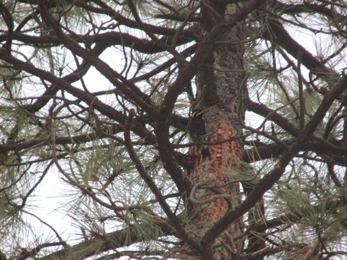 Williamson's Sapsucker - ML646056969