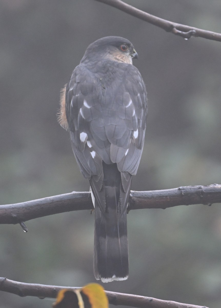 Sharp-shinned Hawk (Northern) - ML646056970