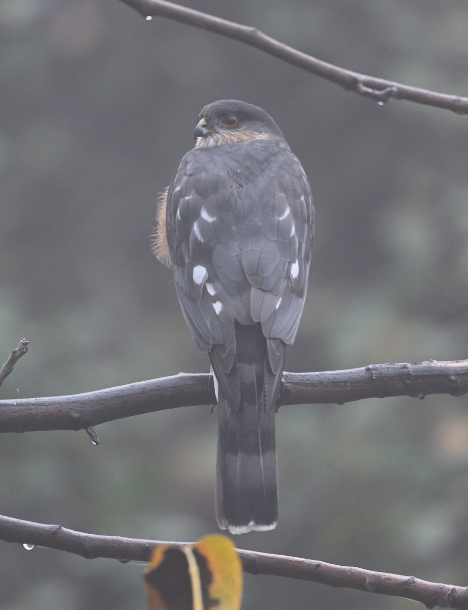 Sharp-shinned Hawk (Northern) - ML646056971