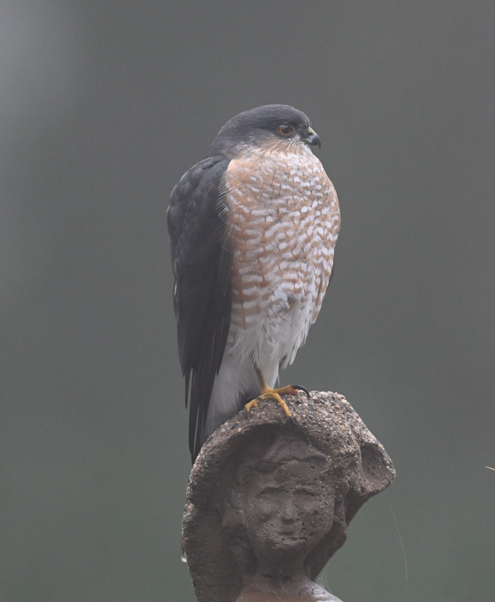 Sharp-shinned Hawk (Northern) - ML646056972