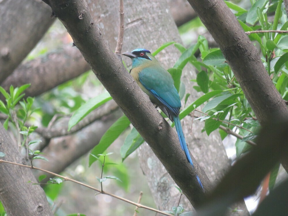 Lesson's Motmot - ML646056975