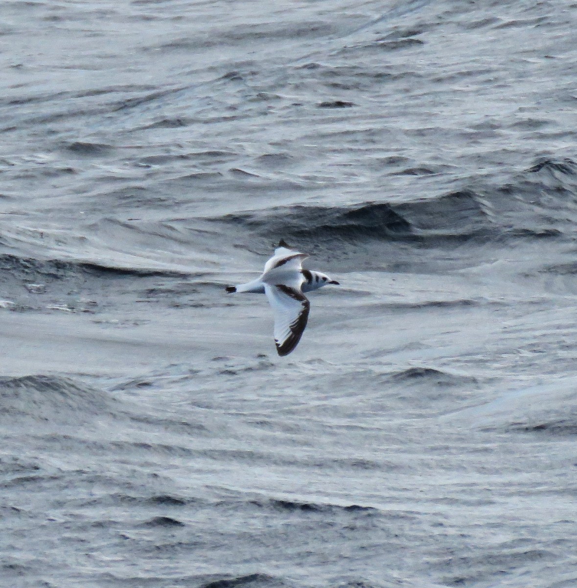 Моевка - ML646056978