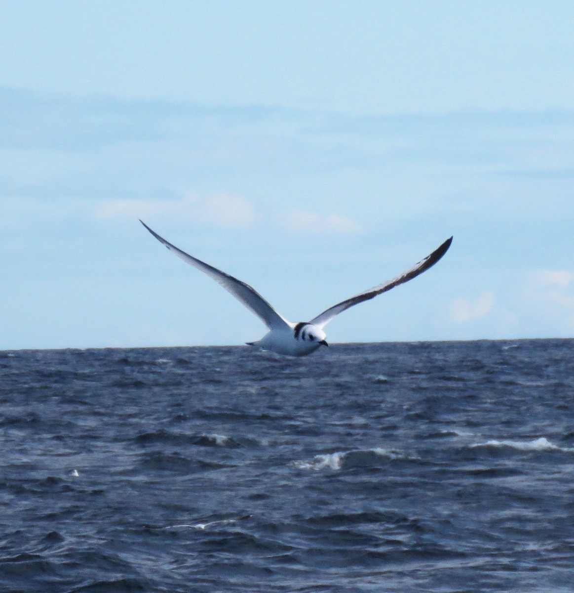 Моевка - ML646056979