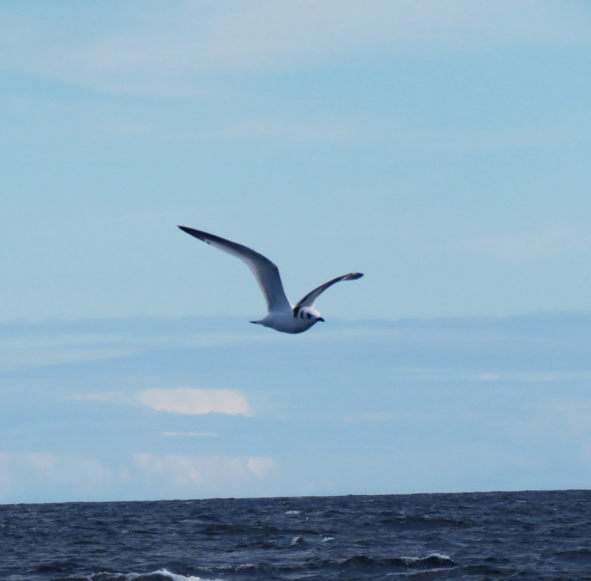 Моевка - ML646056980