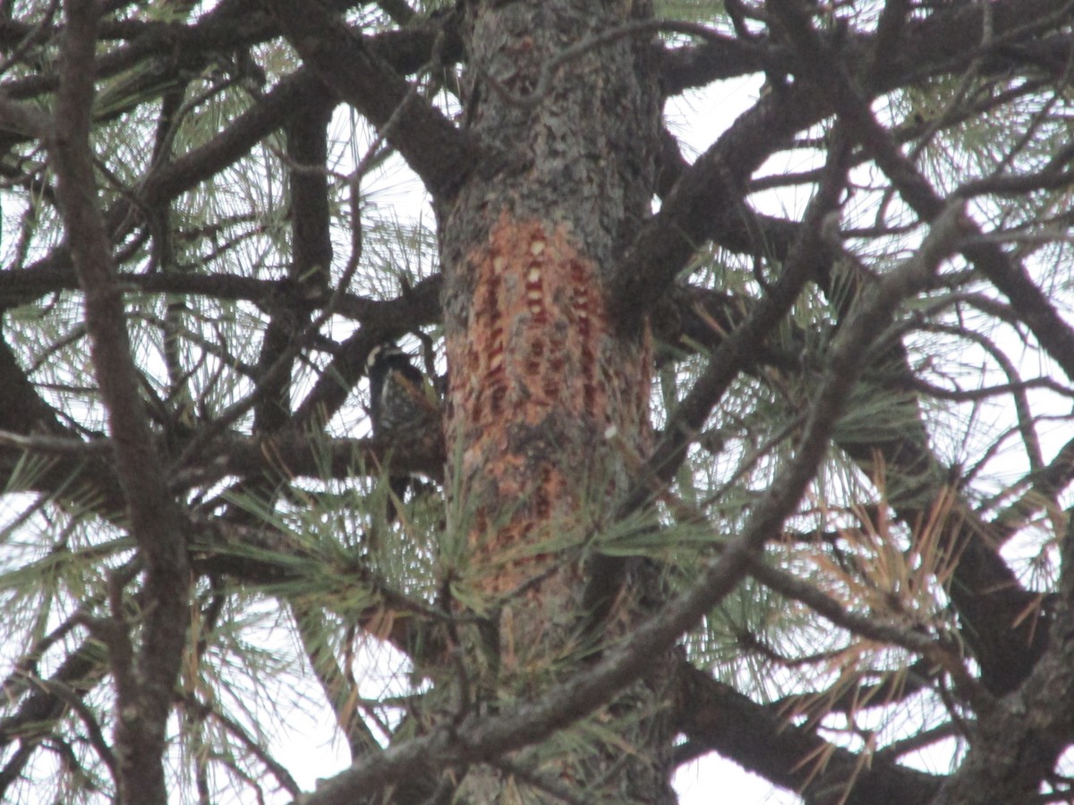 Williamson's Sapsucker - ML646056981