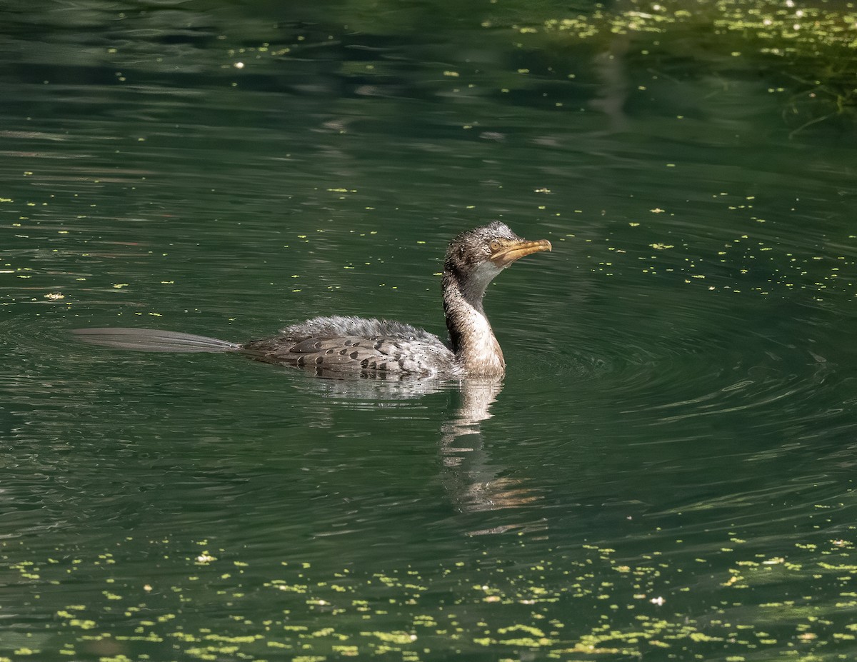 Riedscharbe - ML646056982