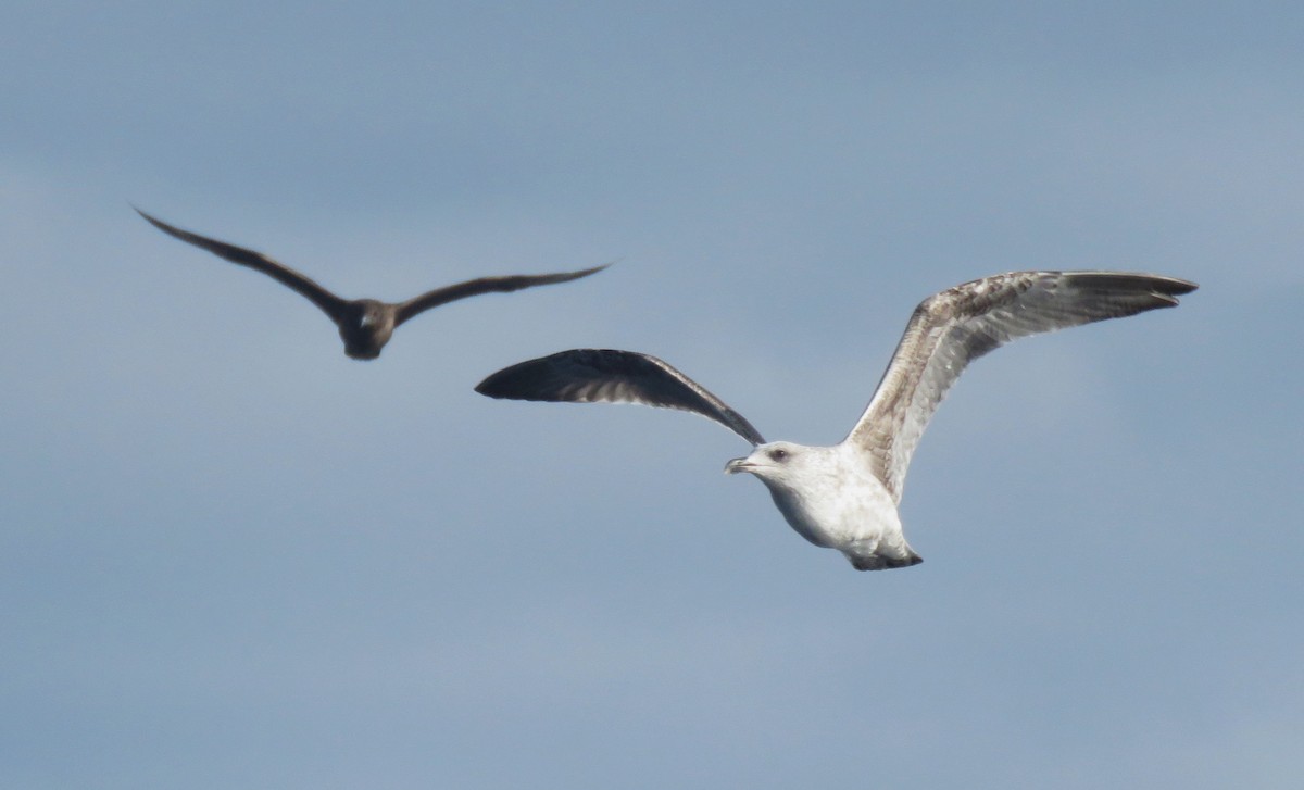 Great Skua - ML646057002