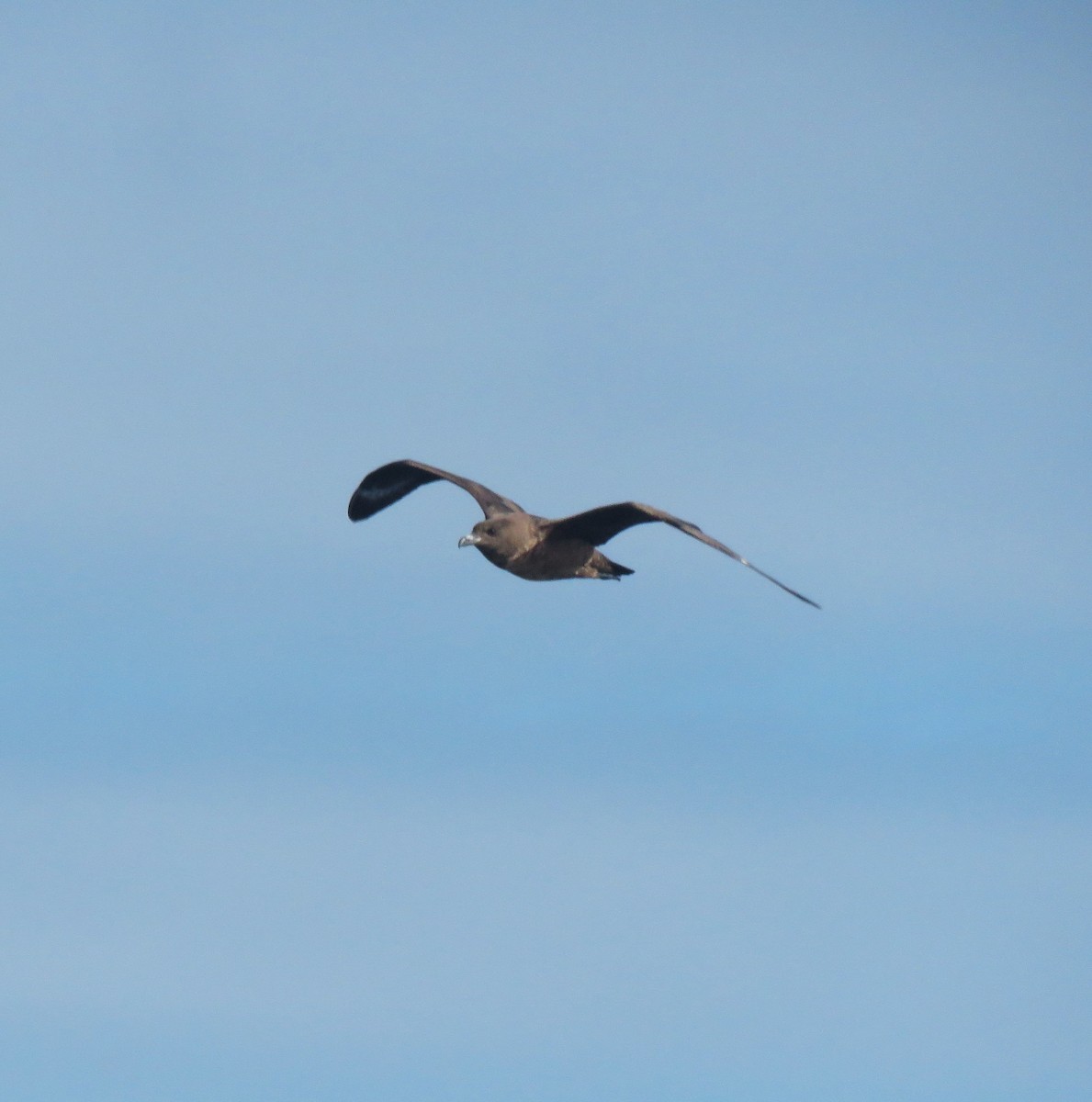 Great Skua - ML646057009