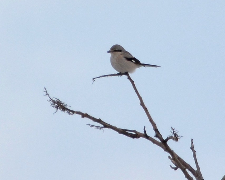 Northern Shrike - ML646057010