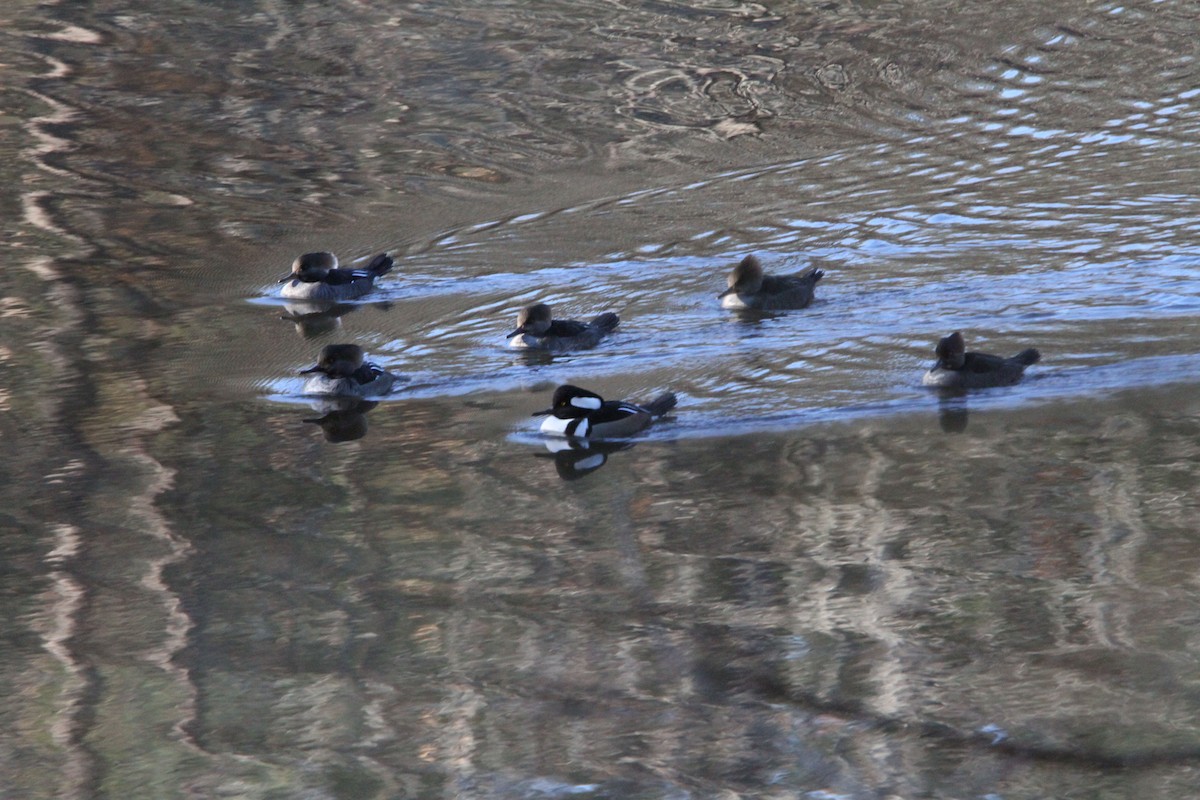 Hooded Merganser - ML646057011