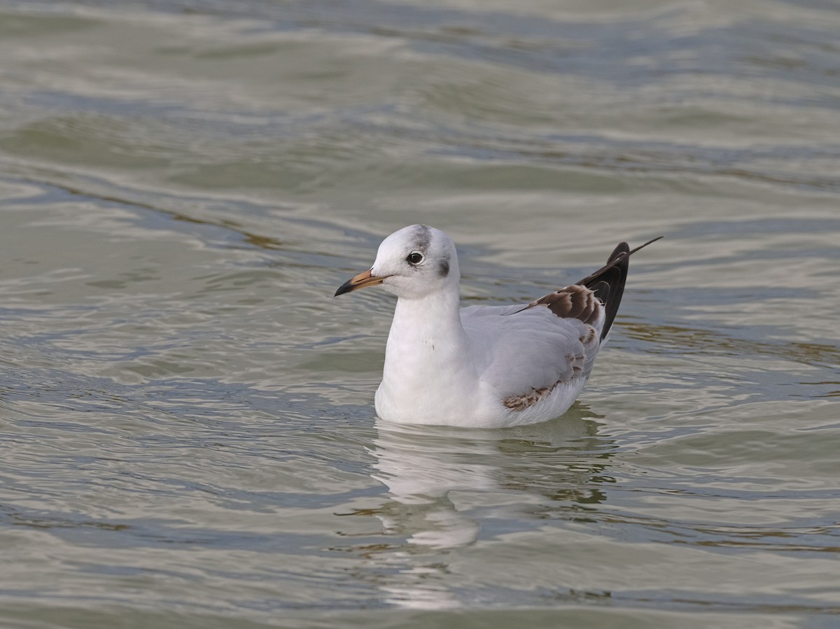 Black-headed Gull - ML646057018