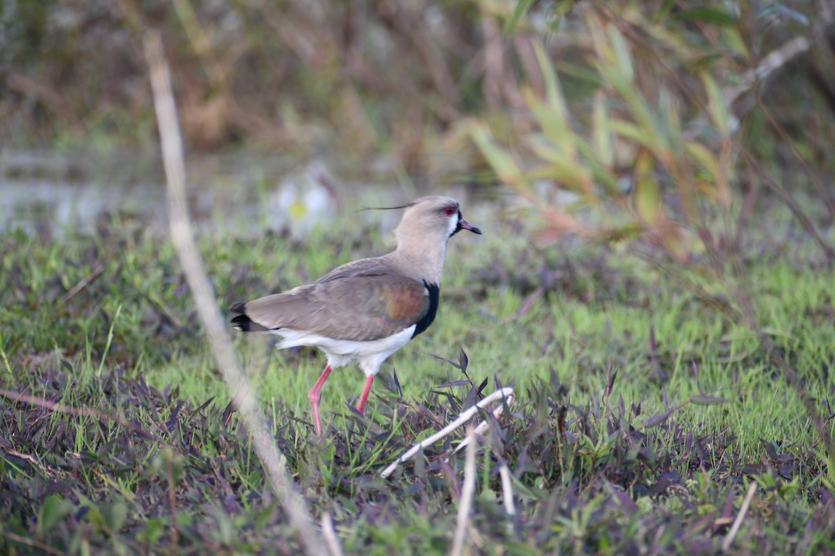 Southern Lapwing - ML646057019