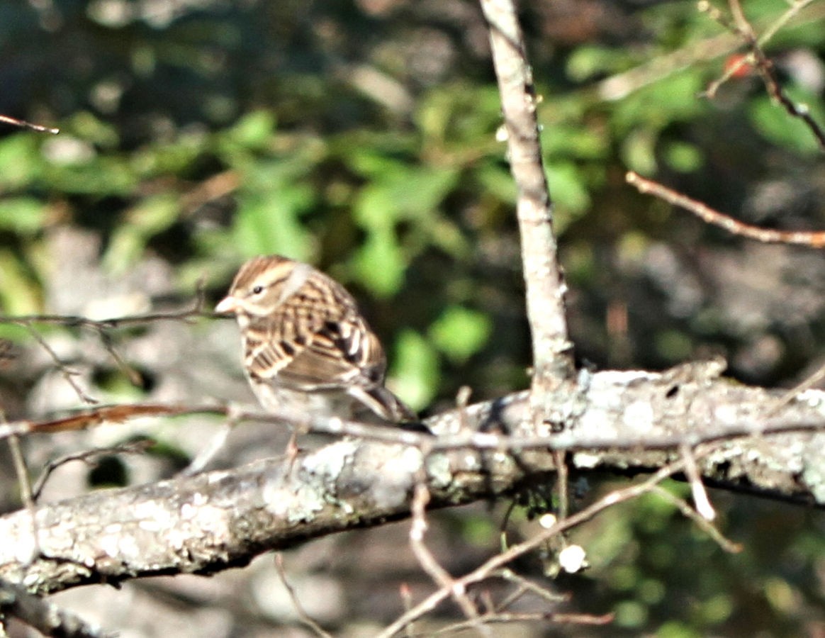 Карнатка білоброва - ML646057023