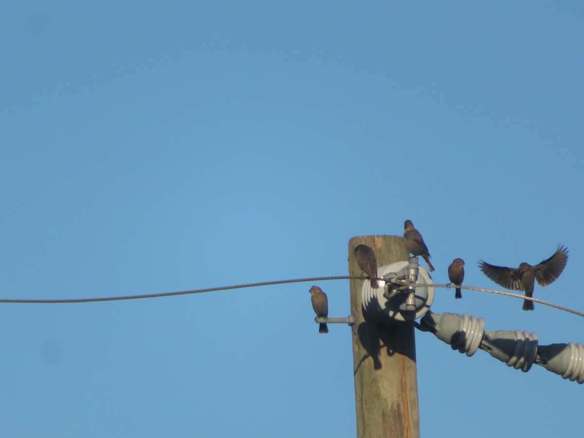 Индиговый колорин - ML646057024