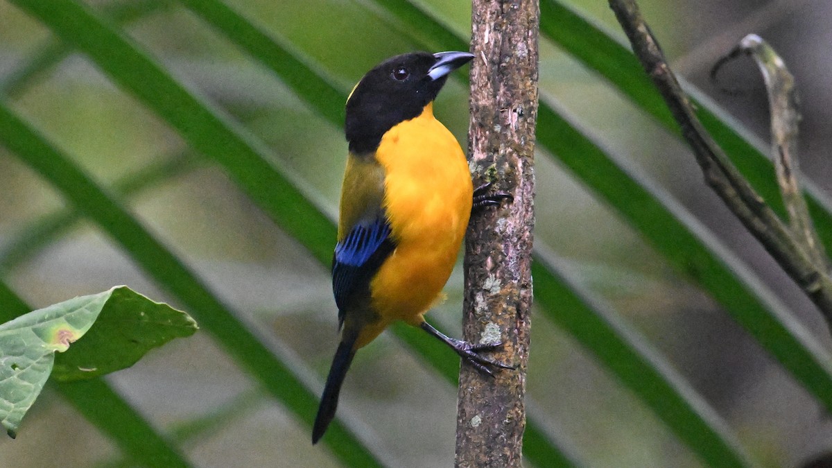 Tangara Barbinegra - ML646057026