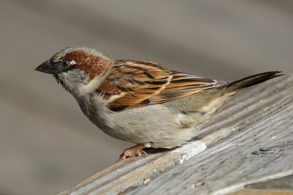 Gorrión Común - ML646057027