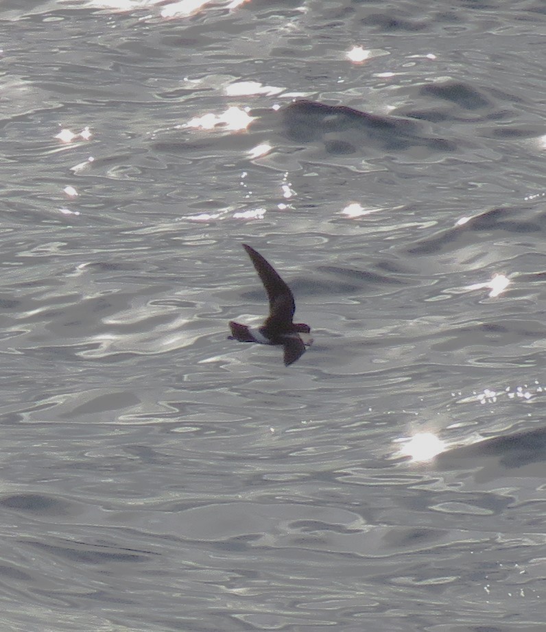 Wilson's Storm-Petrel - ML646057029