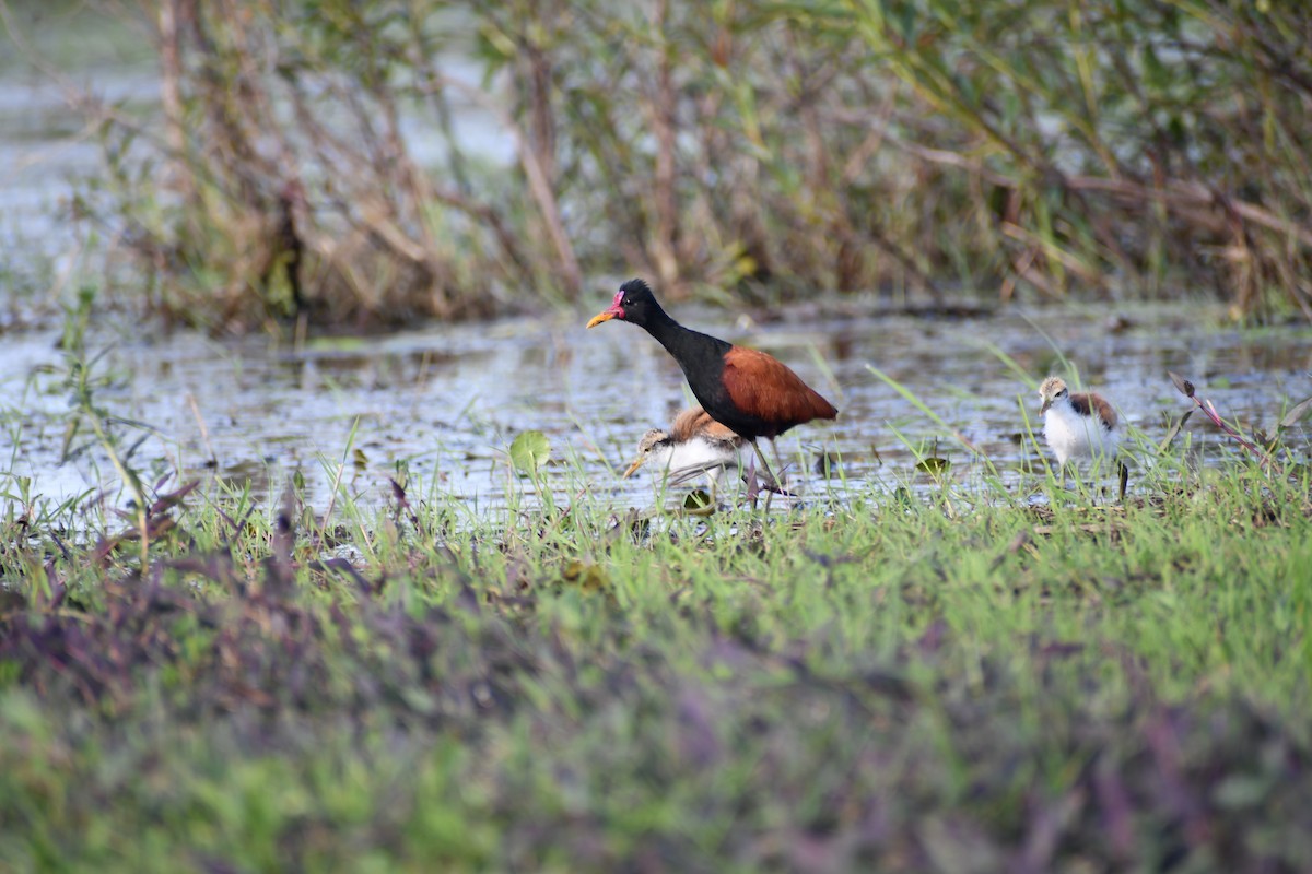 Wattled Jacana - ML646057032