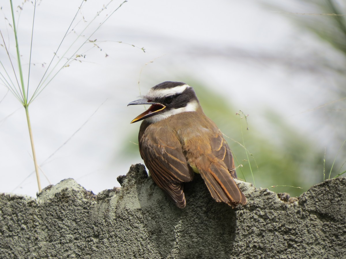 Great Kiskadee - ML646057035