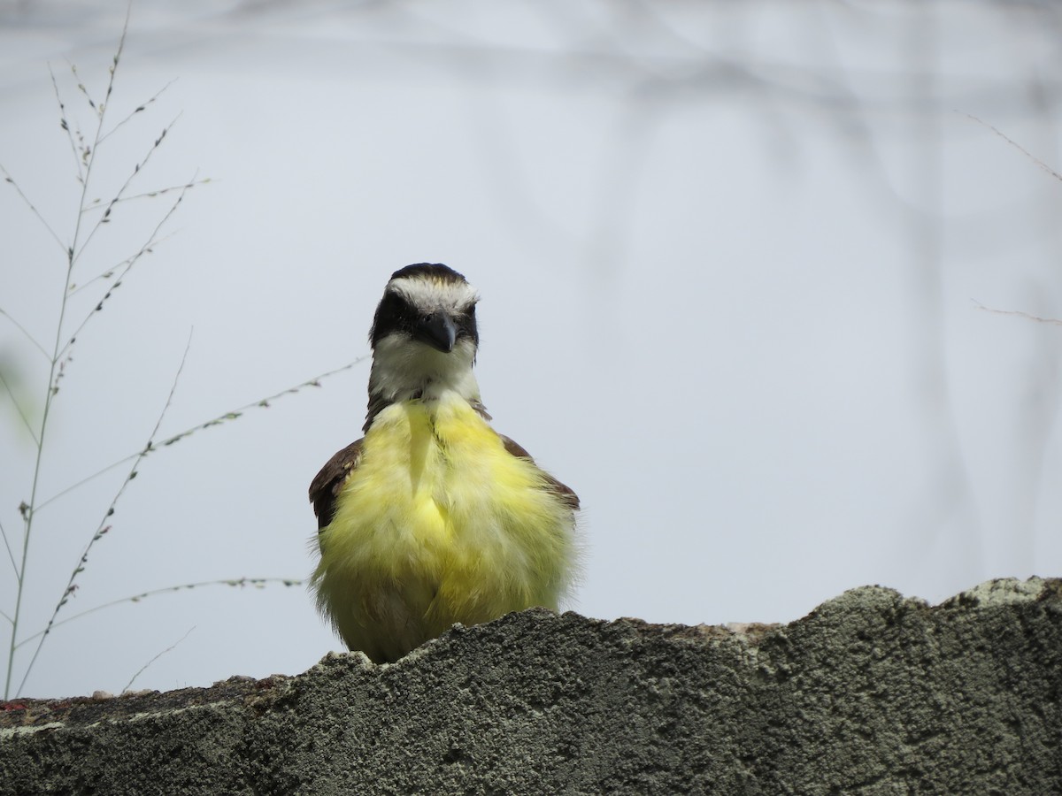 Great Kiskadee - ML646057036