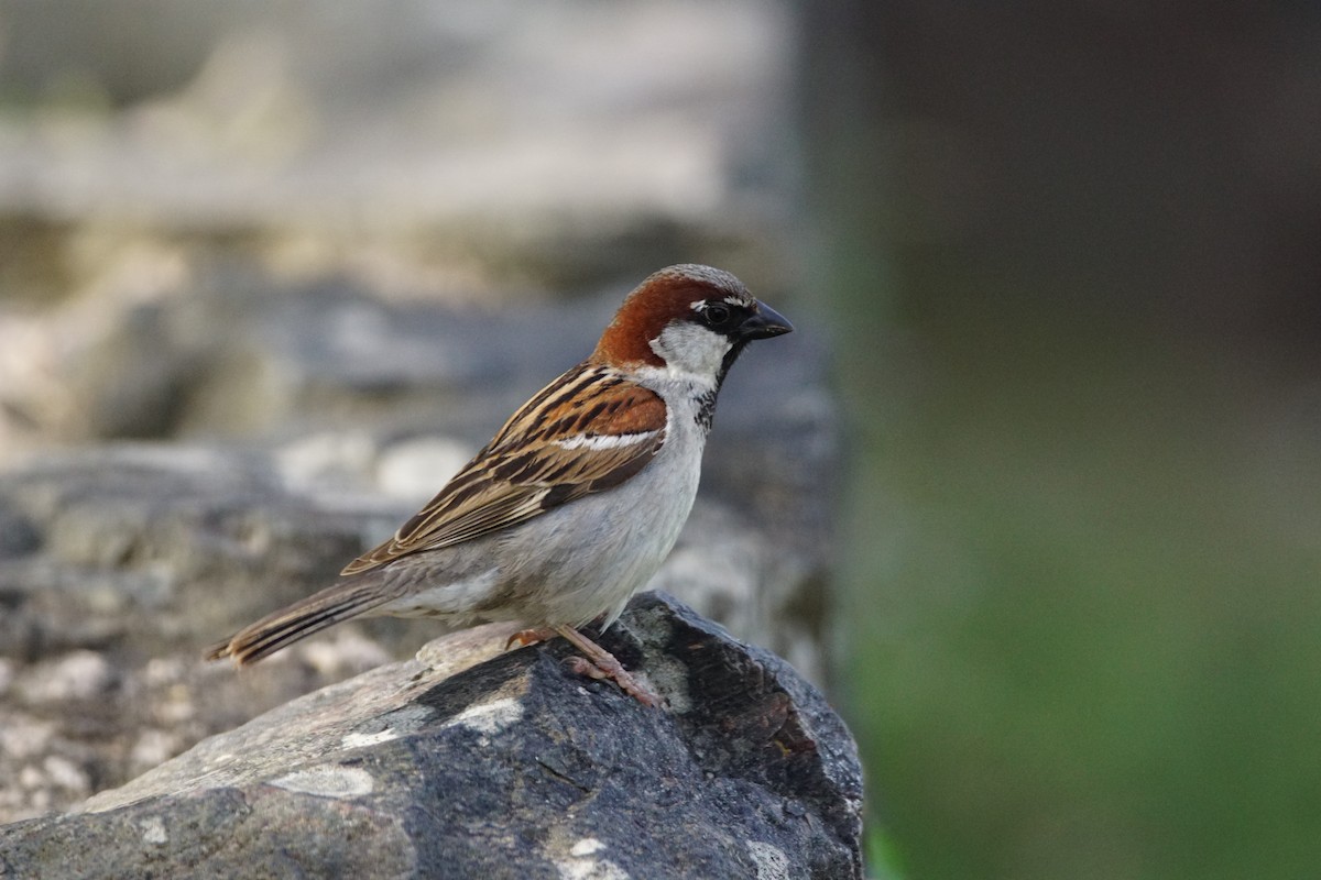 Gorrión Común - ML646057037