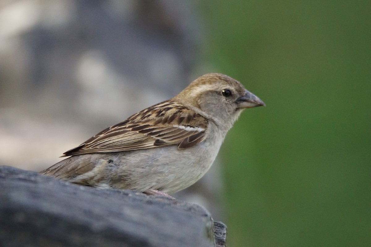 Gorrión Común - ML646057038