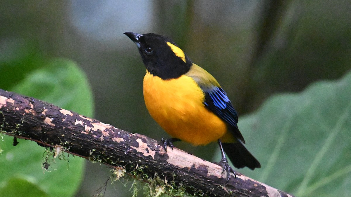 Tangara Barbinegra - ML646057040