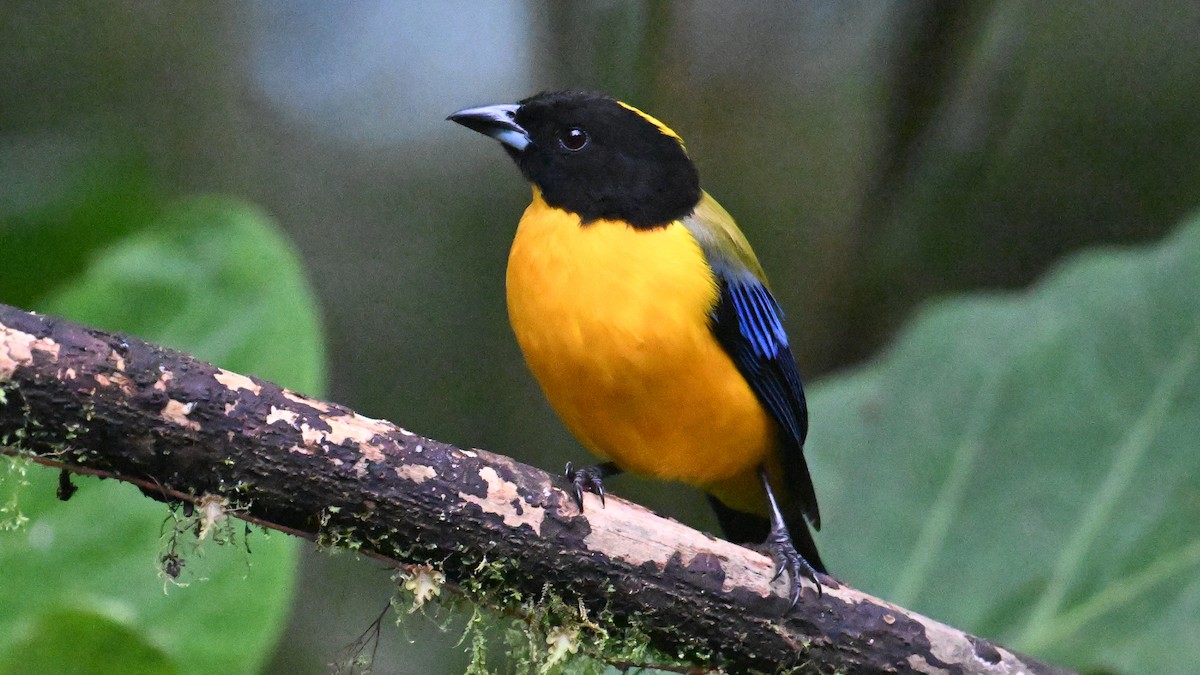 Tangara Barbinegra - ML646057042