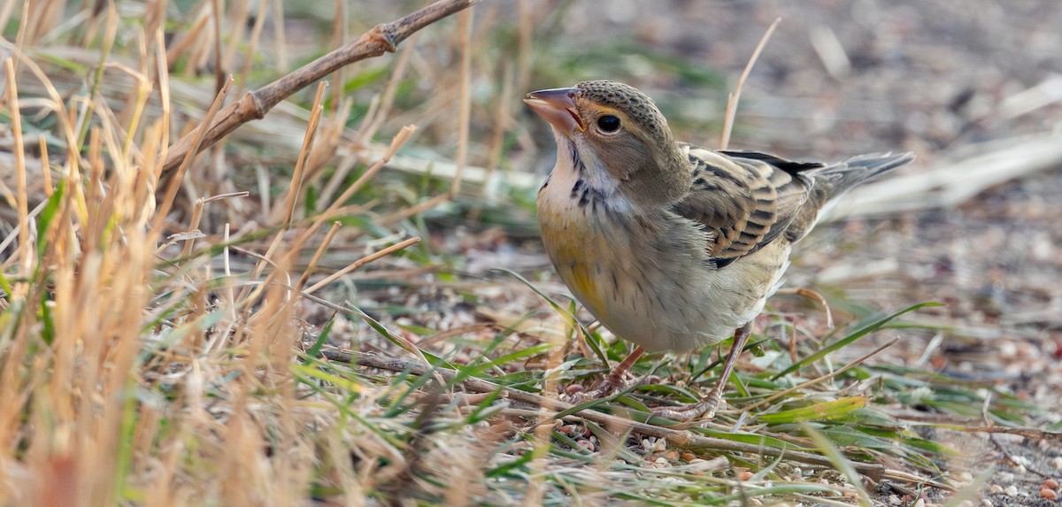 Dickcissel - ML646057043