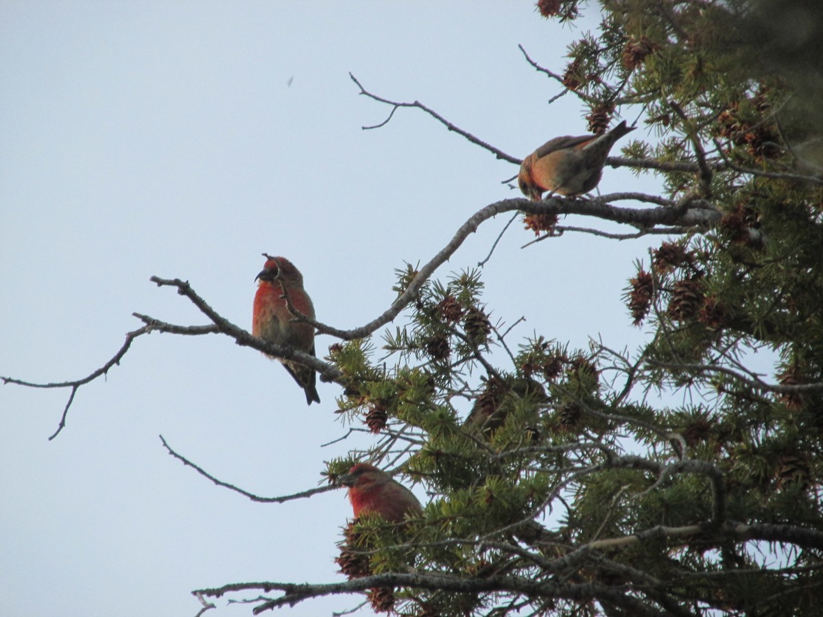 Red Crossbill - ML646057055