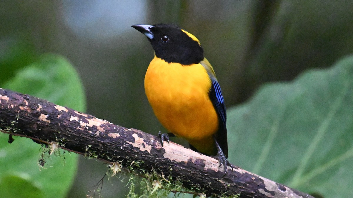 Tangara Barbinegra - ML646057059