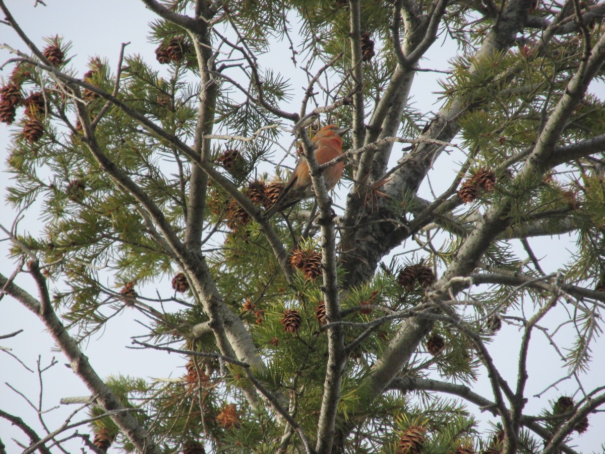 Red Crossbill - ML646057061