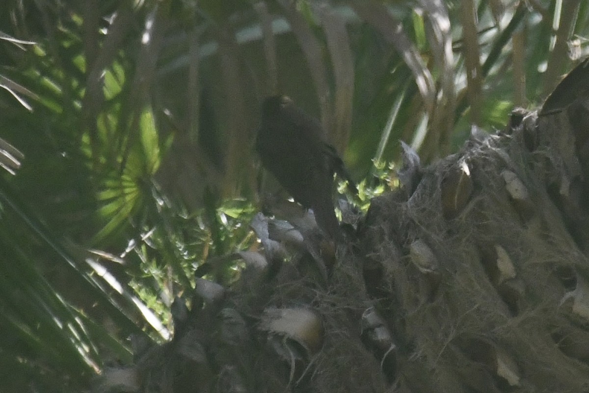 Common Nightingale - ML646057064