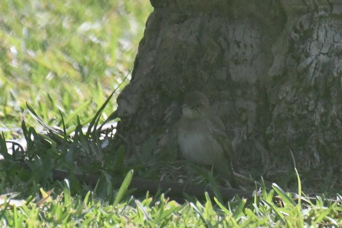 Common Nightingale - ML646057065