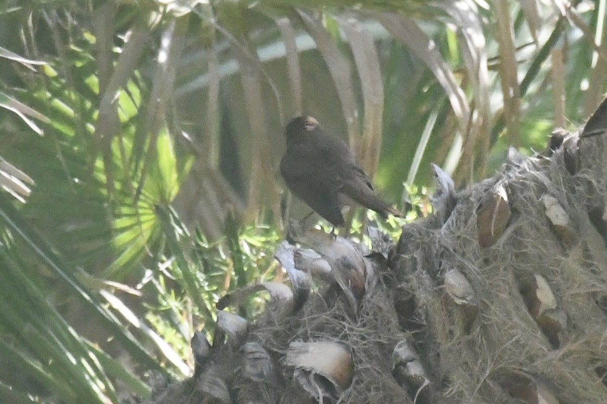 Common Nightingale - ML646057066