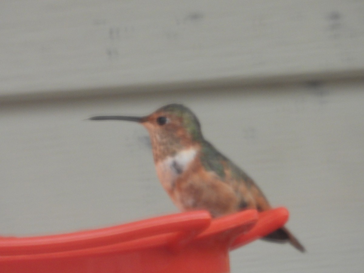 Rufous Hummingbird - ML646057069