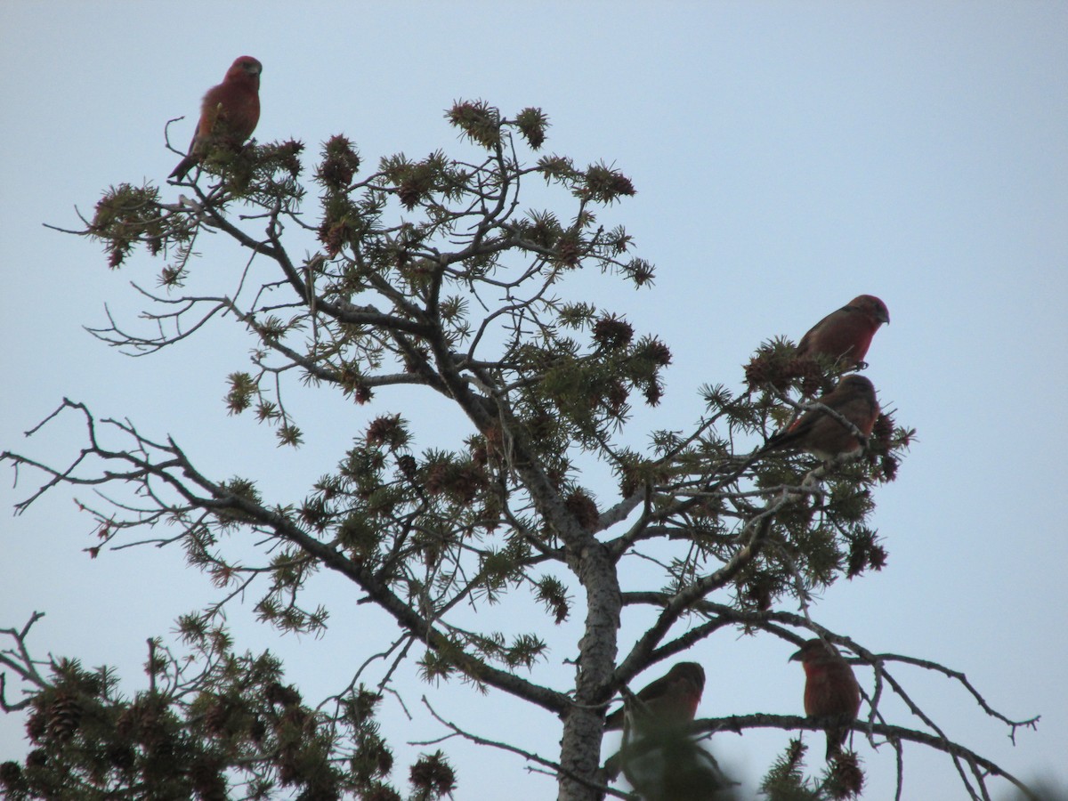 Red Crossbill - ML646057071