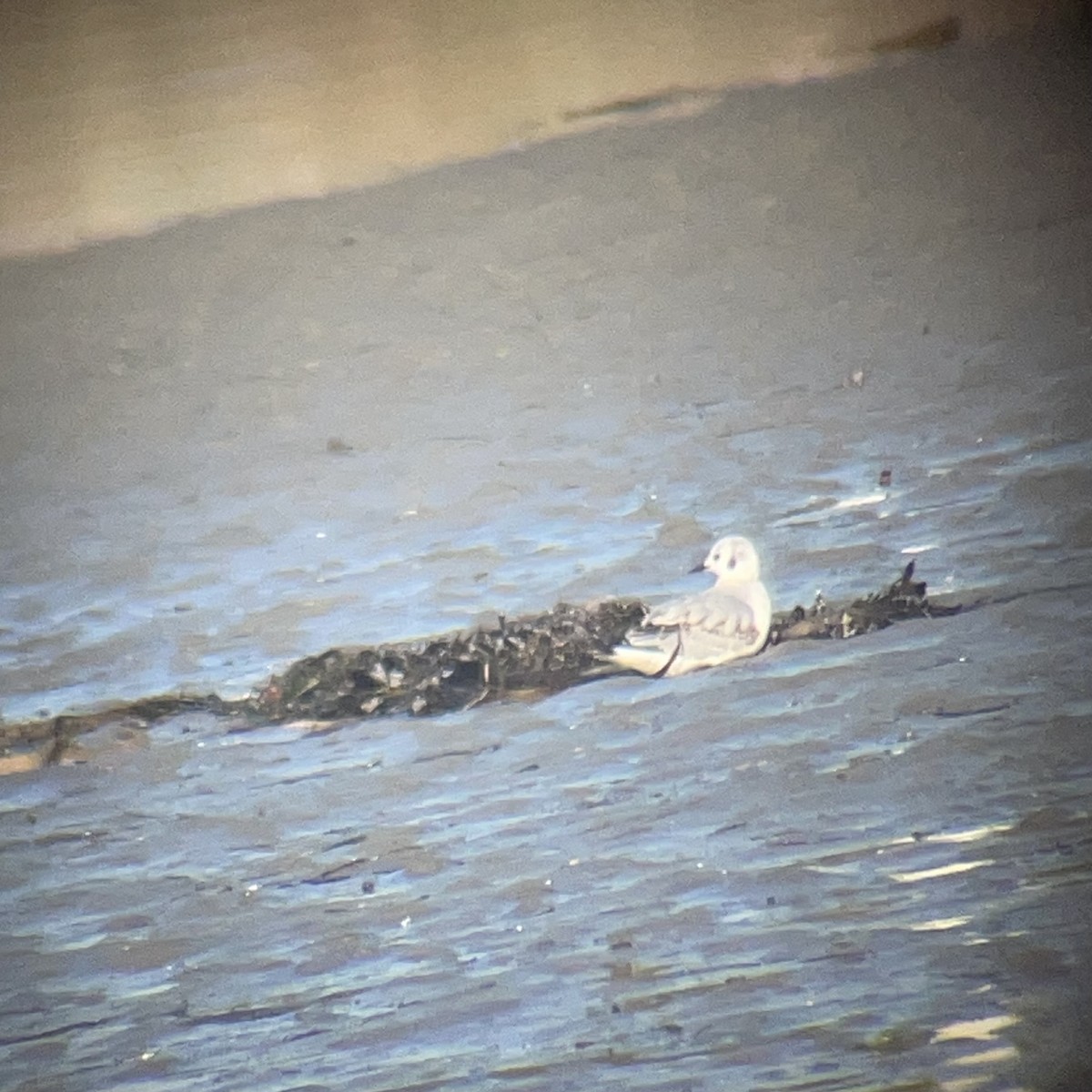 Bonaparte's Gull - ML646057077