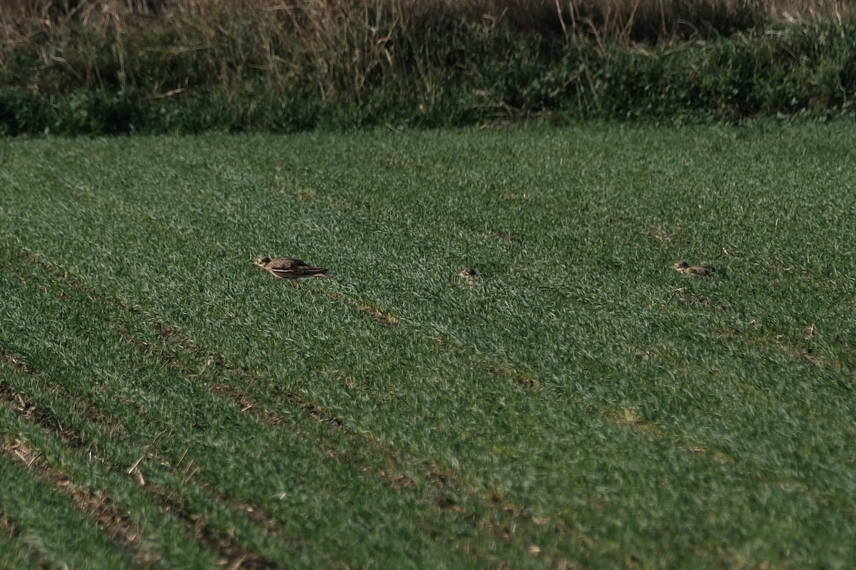 Eurasian Thick-knee - ML646057080