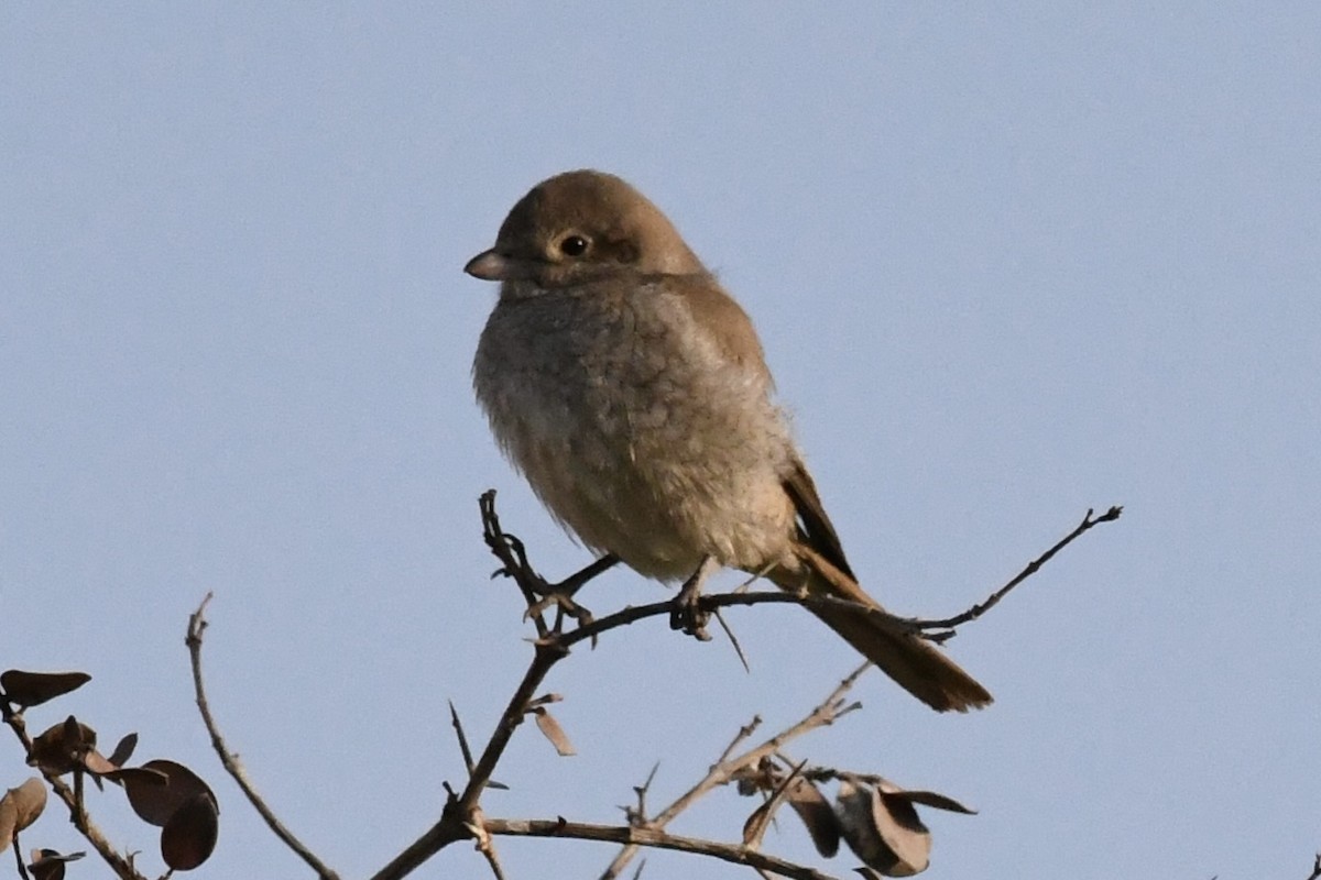 Red-backed Shrike - ML646057081