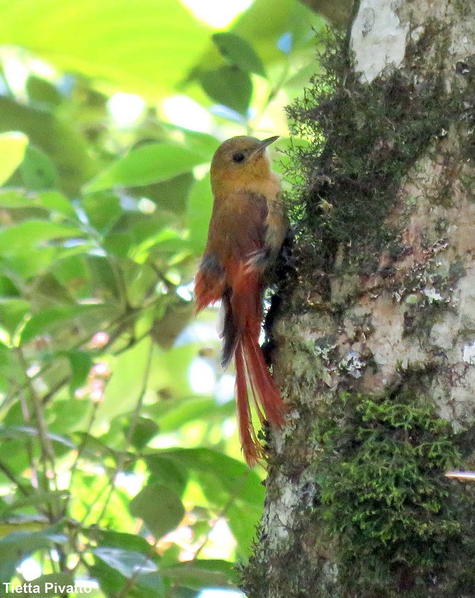 Olivaceous Woodcreeper - ML646057082