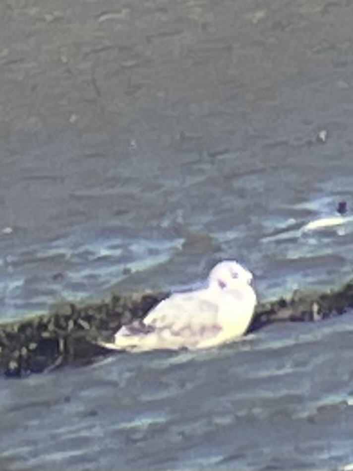 Bonaparte's Gull - ML646057088
