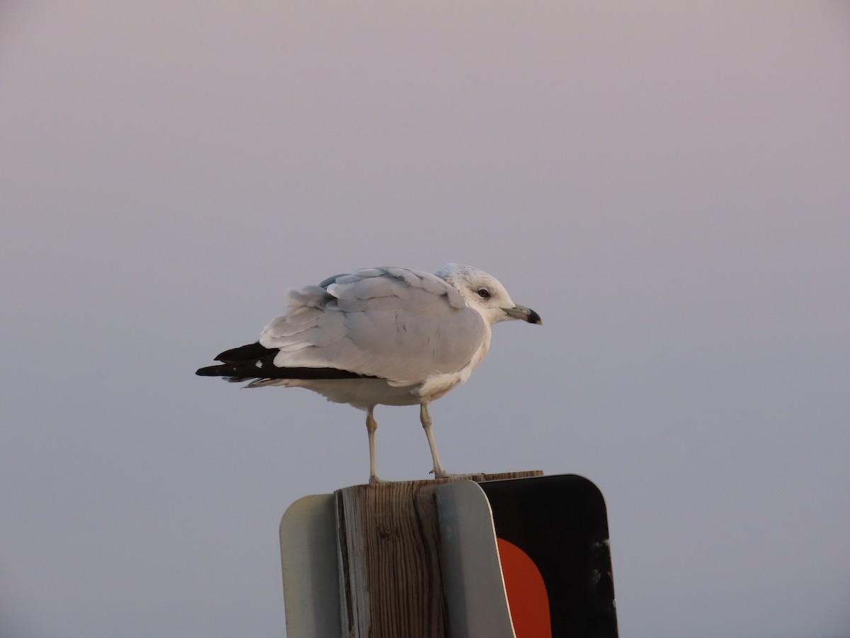 Ring-billed Gull - ML646057089