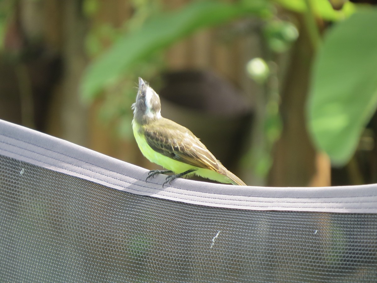 Красношапочный бентеви - ML646057091