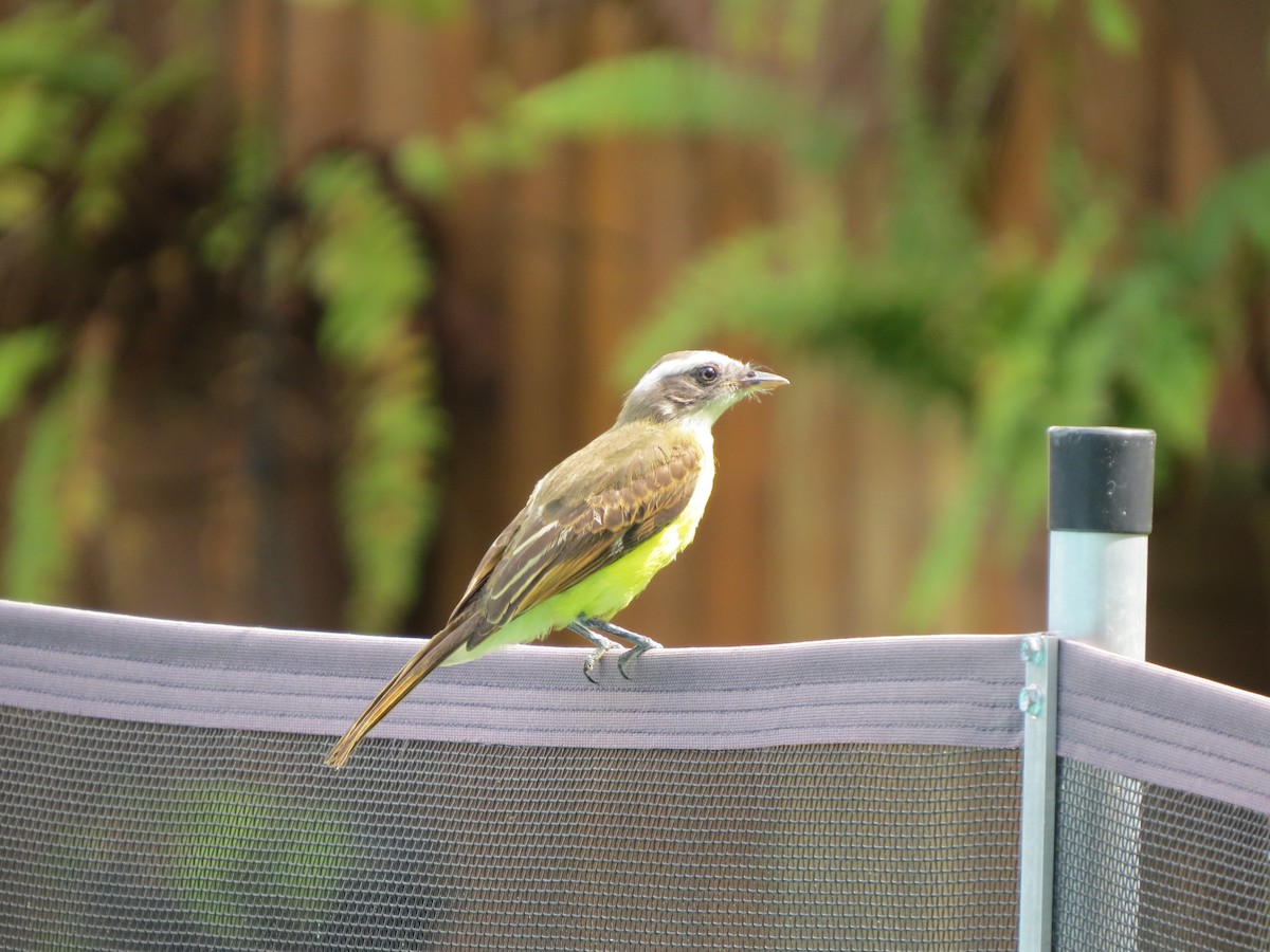 Красношапочный бентеви - ML646057092